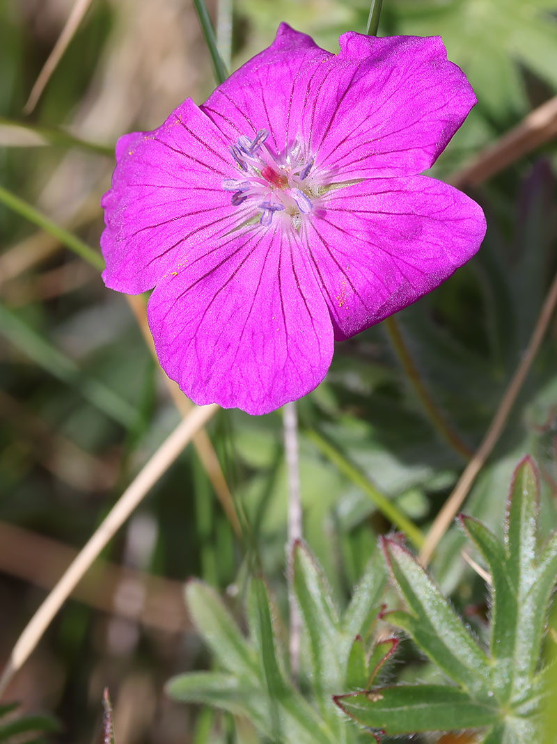 Bloody cranesbill